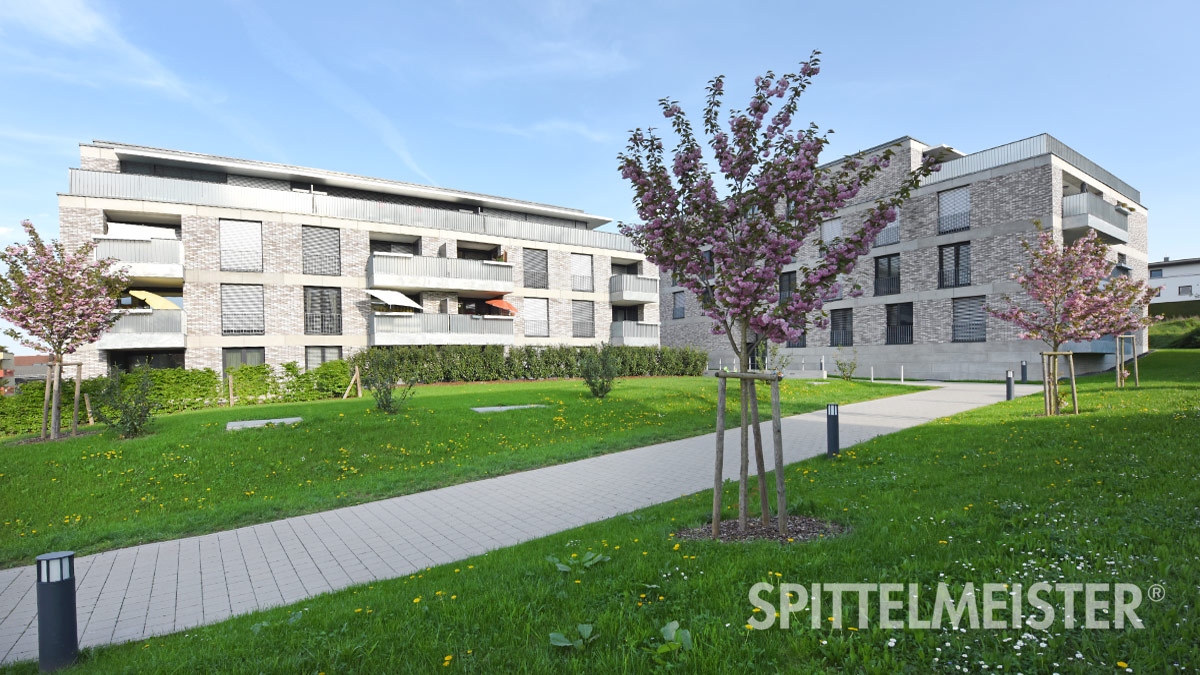 Prunus serulata Kanzan Neugestaltung von Garten Prunus serulata Kanzan Nelkenkirsche Gestaltung von Garten Neuanlage Neubaugebiet